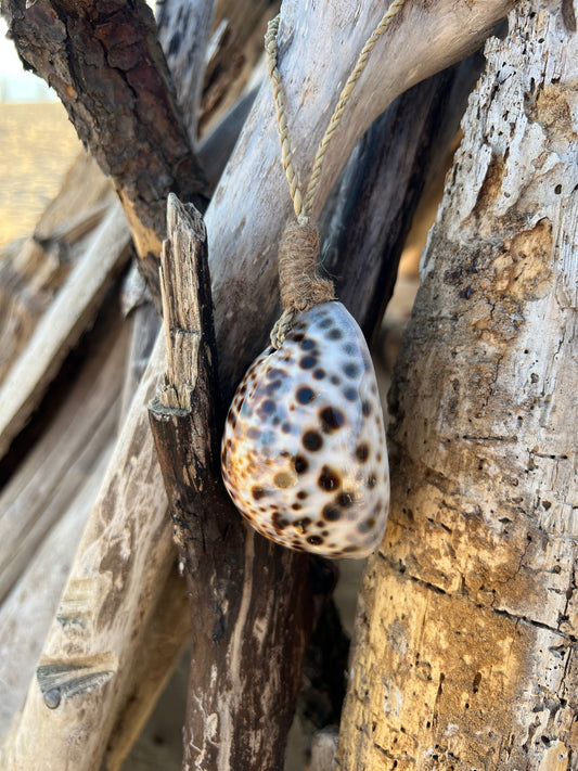 Suspension Cauris - Cypraea Tigris