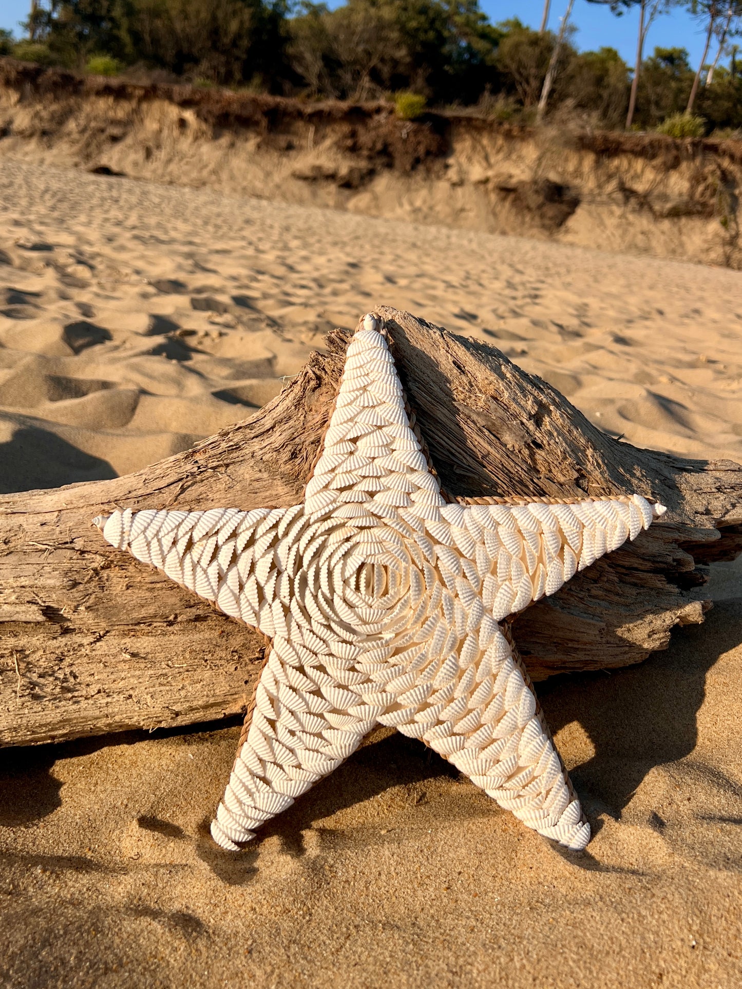 Étoile de mer en coquillages
