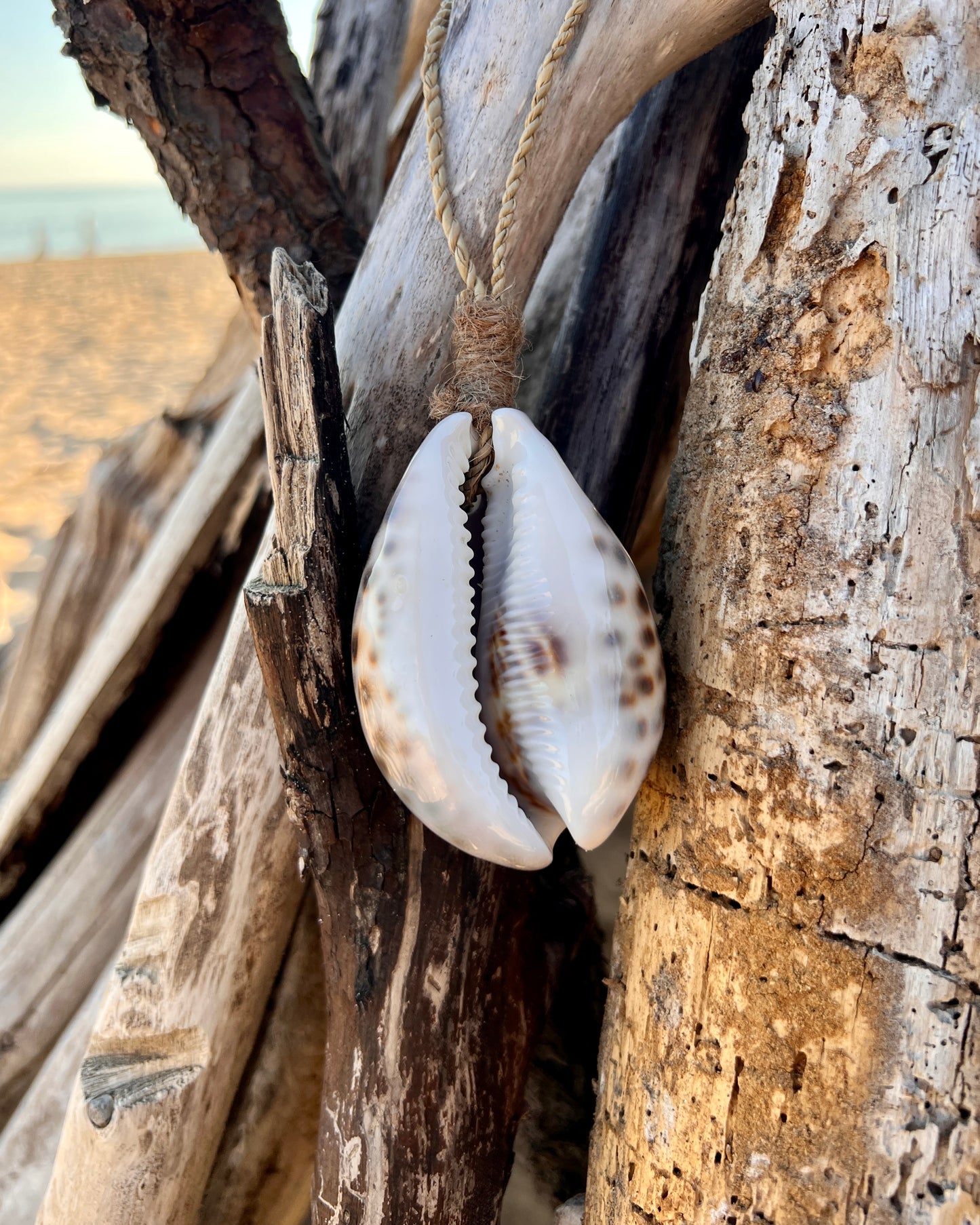 Suspension Cauris - Cypraea Tigris