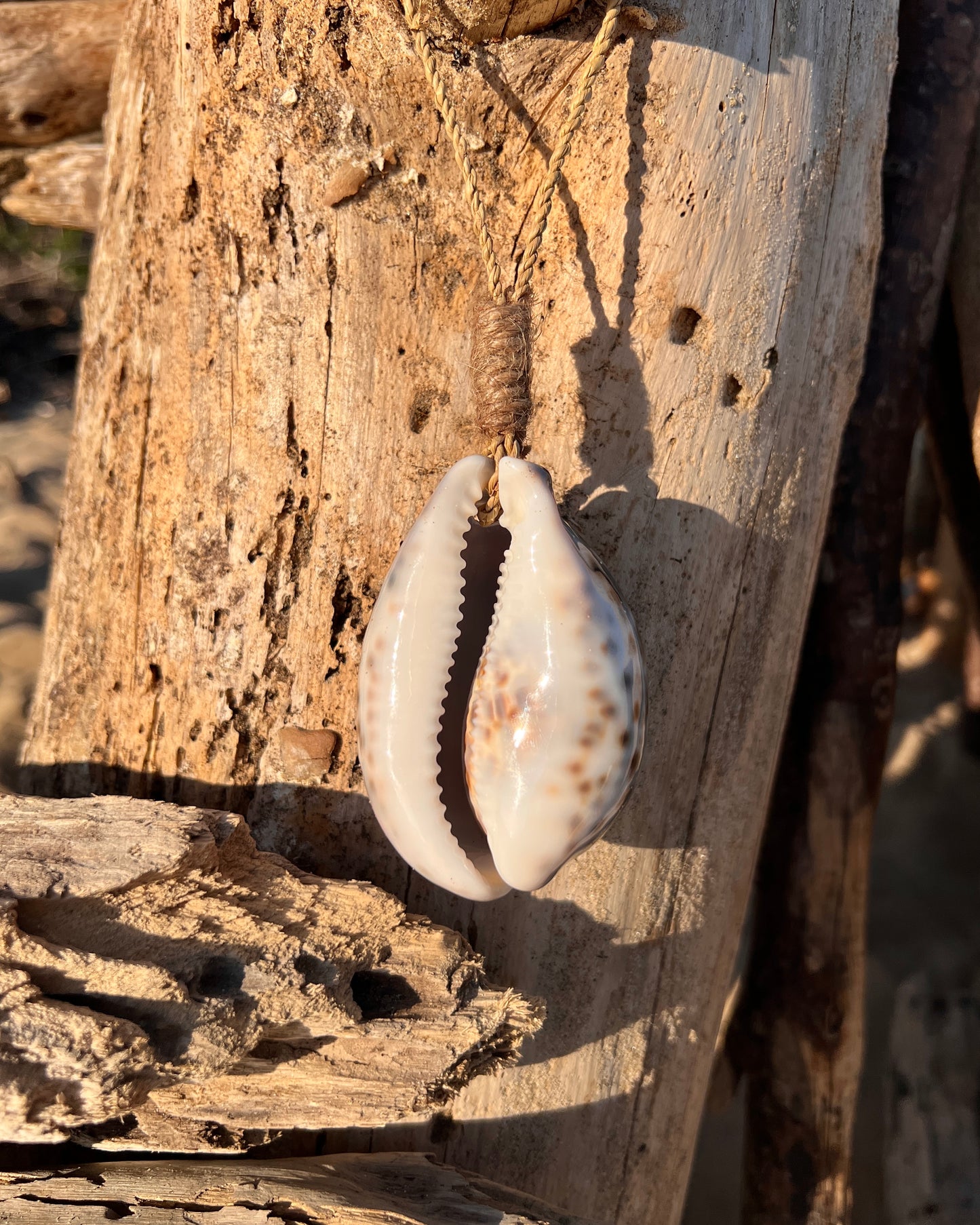 Suspension Cauris - Cypraea Tigris