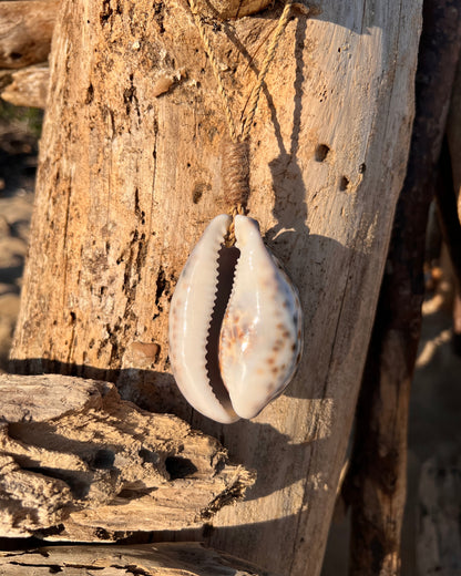Suspension Cauris - Cypraea Tigris